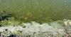 Health advisory issued for Lake DeSmet