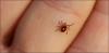 Karachi: Patient from Quetta tested positive with Congo virus