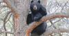 Colorado sees sixth reported bear attack of 2026 after angler injured near North Fork trail