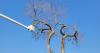 3rd new case of Dutch elm disease in Edmonton this month