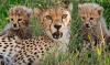 7 cheetah cubs make public debut at UK zoo, marking first births there in 15 years