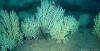 Long-lost coral reefs rediscovered off the coast of Africa