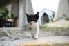 Venezuelans search for animal companions lost in the quakes