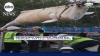 Rescued beluga whales travel to U.S. aquariums