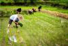 US public investments in ag research declined as China’s boomed