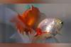 Argentina court recognizes two goldfish as sentient beings with rights
