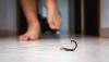Clinics in Mexico's Puerto Vallarta region stock up on antivenom after 2,000 scorpion stings
