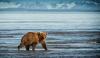 Alaska drone footage captures brown bear digging for clams before bigger bears arrive