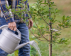 Watering Established Trees During Kansas Summers