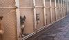 Kentucky shelter waives adoption fees as it cares for 55 dogs, and more arrive