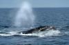 Whale Present Off Maine Shores Likely Losing New Protections
