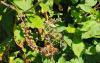 Oregon forager spots Himalayan blackberries, then notices toxic pokeweed growing beside them