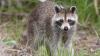Pennsylvania resident says rabid raccoon attack came as ER saw 7 animal bites by 9 a.m.