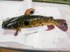 Deep in this Vermont lake, a contagious cancer is spreading