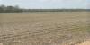 UA Division of Agriculture hosts Rice and Soybean Field Day in Northeast Arkansas on July 30