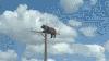 Bear caught on camera perched atop New Mexico utility pole before reportedly suffering fatal electrocution