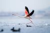 Why the Greens are betting on a pink bird… from Albania