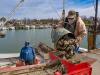 Bill could open future Chesapeake oyster sanctuaries to commercial harvest