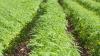 Report: Nebraskans' support of legal cannabis is growing