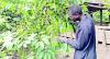 How dfcu Bank is helping award winning Ojok transform Northern Uganda’s coffee value chain