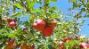 Apple prices expected to surge as Dutch growers predict poor harvest; Pears thrive