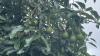 Humans packed avocados before migrating across the Americas 5,000 years ago