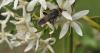 Stories Rooted in Nature: A Sumak seedling and a wasp: A lesson in resilience