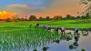 India’s rice fields now rank among world’s top methane hotspots