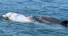Researchers tracking a rare albino dolphin along the Delmarva coast