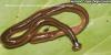 Toxic hammerhead worms spotted more frequently in Tennessee, officials urge caution