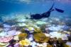 Great Barrier Reef faces mass bleaching and collapse as El Nino builds record strength, scientists warn