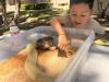 Community Science Workshop wows visitors