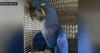 350+ exotic birds seized from Baltimore pet shop