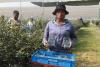 Zimbabwe exports first batch of blueberries to China as new market opens