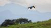 Rubber tree agroforestry supports birds, biodiversity in the Colombian Amazon