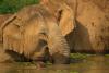 Investigators find Laos's illegal wildlife trade thriving despite crackdowns