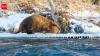 Climate change is making Beavers expand into Canada's Arctic, where their dams are changing the landscape