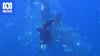 Researcher shocked as orca blows up a sunfish in front of her
