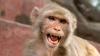 City In Florida Issues Warning To Residents After Multiple Reports Of Monkey Sightings