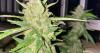 Cannabis board OKs applicant