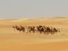 'Even the wind carries heat now': Camels struggle