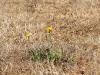 Canadian Farmers Adapt to Drought and Heat as Research Funding Lags