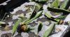 FARM: Researchers study potential of agave crop