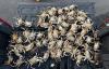 Oregon crab fisherman cited for attempting to smuggle 65 undersized Dungeness crabs