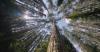 China unveils six measures for forestry, grassland protection