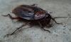 PEST PROBLEMS? These Central Florida eateries closed over health concerns last week