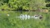 Ohio company enlisting dogs to help curtail Canada goose population