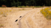 Climate change exacerbating drought across Europe