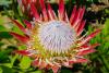 The World's Richest Floral Kingdom Is Missing One Tiny Symbol