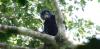 Meet Likweli – the newly named monkey that hints at Congo’s hidden secrets